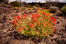 Indian Paintbrush Growing In The Volcanic Deserts Of Northern California