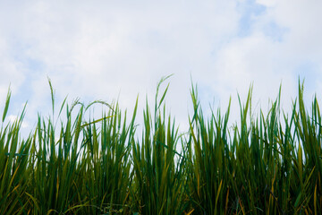 Wall Mural - Green leaves of rice at sky.