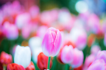 Wall Mural - Pink tulip in park.