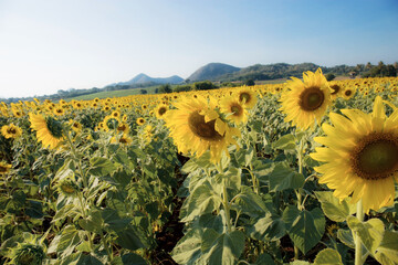 Wall Mural - Sunflower in field with blue sky.