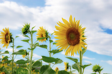 Wall Mural - Sunflower in winter with beautiful.