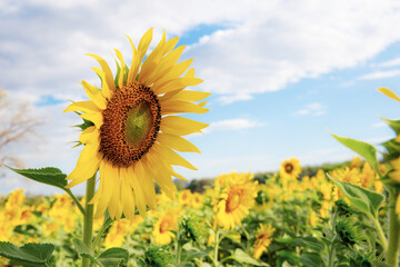Wall Mural - Sunflower in winter.