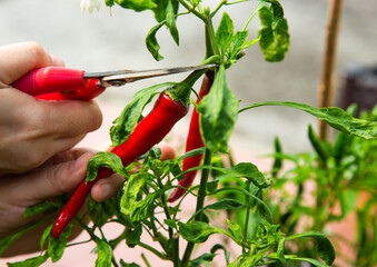 Hand harvesting red chilli from a home garden