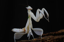 Orchid Mantis On The Branch