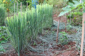 Wall Mural - grass in the garden