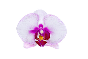 Phalaenopsis orchid on white background