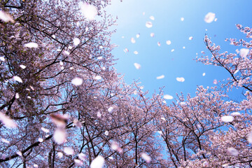 Wall Mural - magnificent scene of cherry blossoms flower petals floating and blown in a spring breeze. focus is t