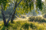 Fototapeta Niebo - Sunny morning. A little fog. The sun's rays make their way through the branches.