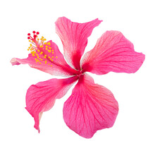 Close-up Of A Beautiful Pink Hibiscus Flower Isolated On White Background.