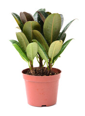 Wall Mural - home plant in pot on white background