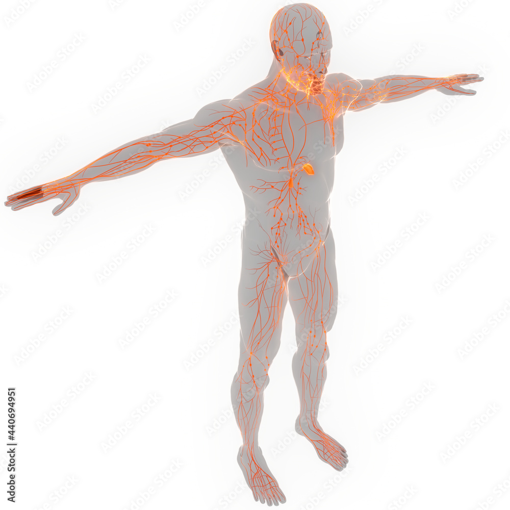 Human Internal system Lymph Nodes Anatomy Stock Illustration | Adobe Stock