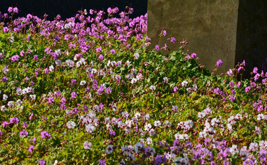 Wall Mural - bloody belongs to the elegant perennials of the family Geraniaceae - quality. in the Caucasus. In the wild, it thrives especially on warm sunny slopes, but it also likes the edges of light forests