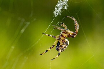 Sticker - Closeup shot of a spider on a cobweb