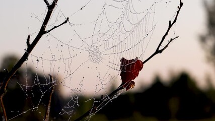 Wall Mural - spider web covered with shining dew drops on it and swaying in the wind on a tree at sunrise in autu