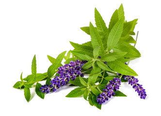 Wall Mural - Lemon verbena and lavender