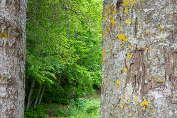 Green forest landscape seen between two great trees in Abant lake national park