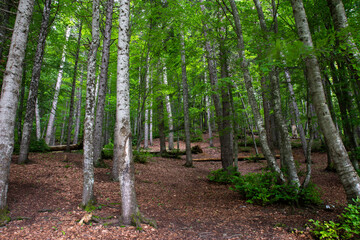  A wonderful grove of lush green trees and leaf cover in the spring in Abant Lake National Park.