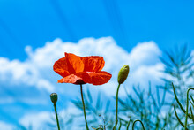 Red Poppy Flower Under Blue Sky