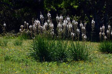 Poster - White asphodel in flower (Asphodelus albus)