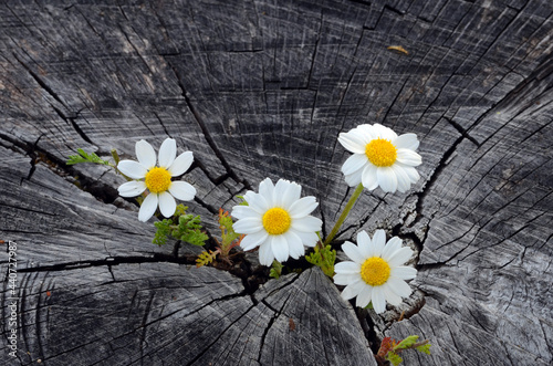 Chamomile flowers (Matricaria chamomilla), a widely used medicinal plant