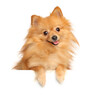 © jagodka - Happy Pomeranian Spitz above banner