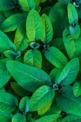 Common sage (Salvia officinalis) leaves background