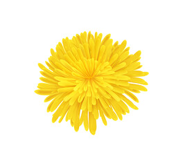 Poster - Dandelion Realistic Illustration