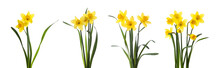 Set With Beautiful Yellow Daffodils On White Background. Banner Design