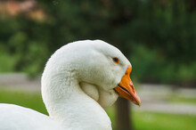 Portrait Of White Domestic Goose With Orange Beak