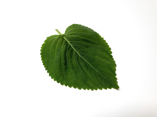 a perilla leaf isolated on white background