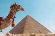 A beautiful camel stands against backdrop of the Great Pyramid of Giza