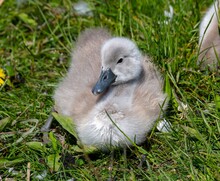 One Young Baby Swan Hiding In A Grass Field Close Up