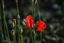 Red Poppy Flower With A Green Bug