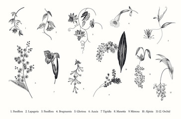 Wall Mural - Spring exotic flowers. Vector vintage botanical illustration. Set. Black and white