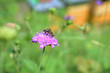 Honigbiene, Apis mellifera, auf Ackerwitwenblume vor Bienenstand mit Bienenstöcken