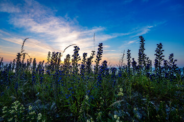 Wall Mural - Wildflowers with ocean sunset background