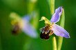 Blüten der Bienenragwurz (Ophrys apifera)