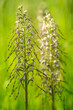 Bocksriemenzunge (Himantoglossum hircinum)