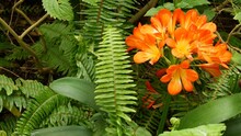 Natal Bush Kafir Lily Flower, California, USA. Clivia Miniata Orange Flamboyant Exotic Fiery Vibrant Botanical Bloom. Tropical Jungle Rainforest Atmosphere. Natural Garden Vivid Fresh Juicy Greenery.
