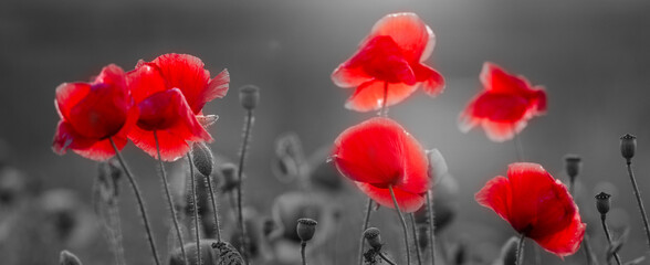 Wall Mural - blooming, red poppies, selective color
