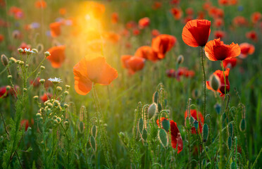 Wall Mural - blooming red poppies in the light of the setting sun