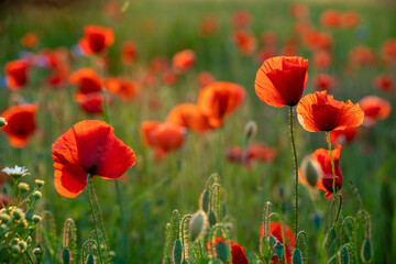 Wall Mural - blooming red poppies in the light of the setting sun