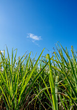 Sugar Cane Field Near Appleton Estate Rum Factory, Nassau Valley, Saint Elizabeth Parish, Jamaica