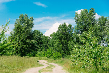 Wall Mural - Summer meadow with large trees with fresh green leaves. Sunny day.