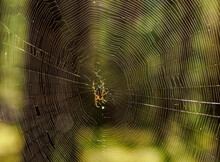Spider (Araneus Diadematus) In Tanew Nature Reserve, Roztocze, Lublin Voivodeship, Poland