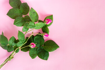 Poster - Beautiful flowers. Three rose buds on a pink background. Flat lay with copy space for the wedding, birthday, party or other celebration.	