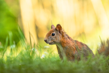 Canvas Print - Eichhörnchen im Gras