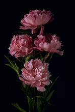 Beautiful Bouquet Of Pink Peonies On A Black Background. Vertical Flower Arrangement In A Dark Key. Flat Lay, Moody Floral