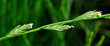 Deutsches Weidelgras, Ausdauernder Lolch // Perennial ryegrass, English ryegrass (Lolium perenne)