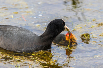 Poster - Eurasian Coot feeding her chicken in the water